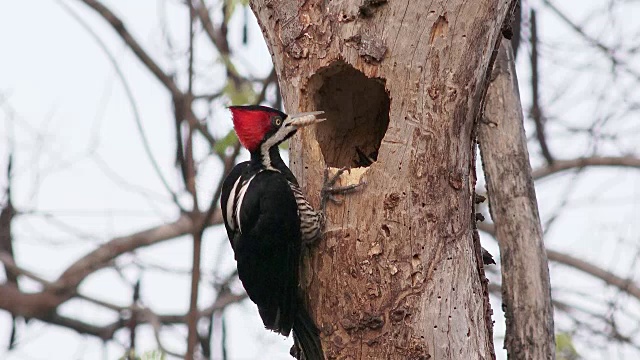 深红色冠啄木鸟，雌性，在巴西潘塔纳尔巢洞喂养小鸡视频下载