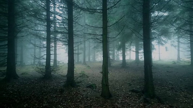 迷雾森林。视频素材