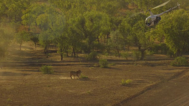 澳大利亚:奶牛和直升机牛仔视频下载