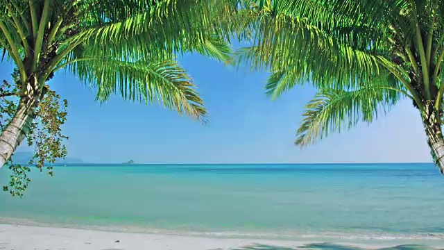 热带海滩和棕榈树视频素材