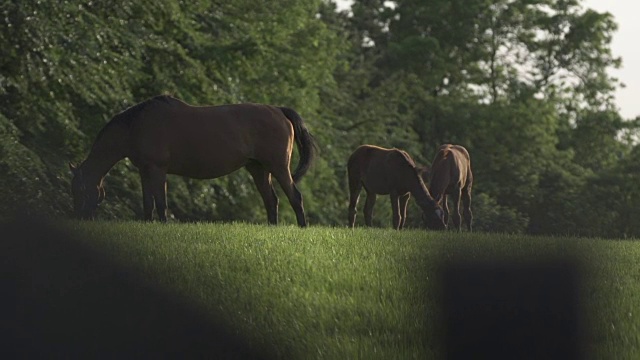 母马和两个小马驹一起吃草视频素材