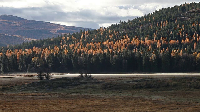 泛长焦镜头拍摄了金色的田野，云雾缭绕，金树覆盖的群山。视频素材