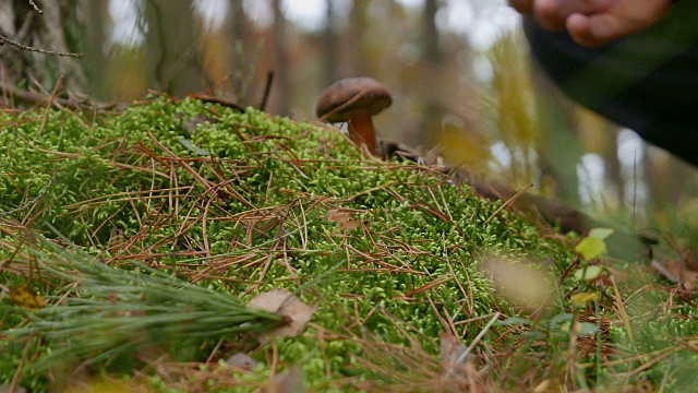 森林苔藓蘑菇视频素材