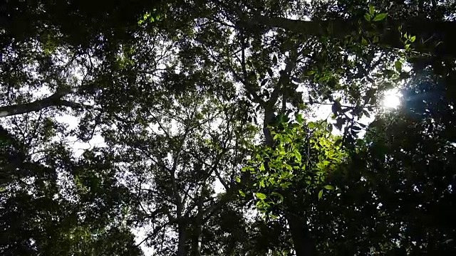 漂亮的绿色森林视频素材