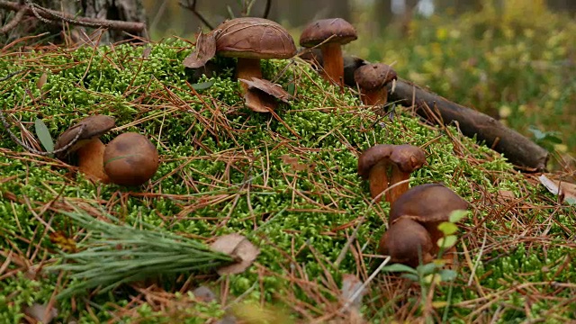 森林苔藓蘑菇视频素材