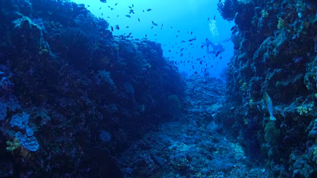 有鱼和珊瑚的海底峡谷视频素材