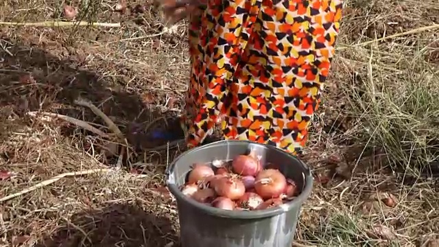 塞内加尔，波多尔，一名妇女在田里收割洋葱视频素材