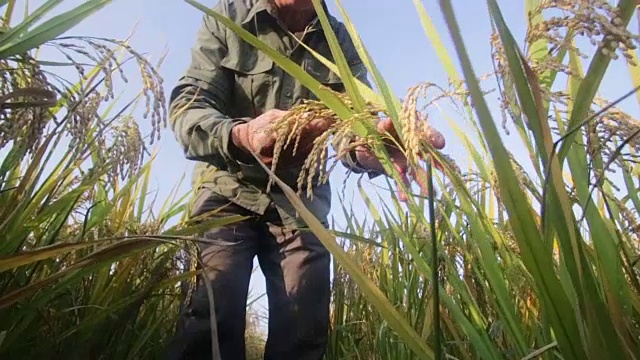 老人在阳光下检查秋天的成熟稻子视频下载
