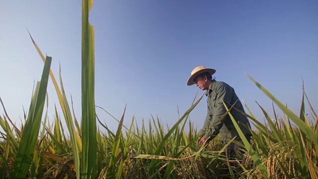 老人在阳光下检查秋天的成熟稻子视频素材