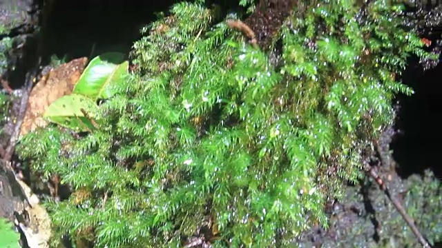 森林中的蕨类和苔藓。视频下载