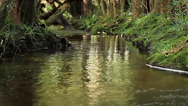 河流、运河和小溪在森林中流动。视频下载