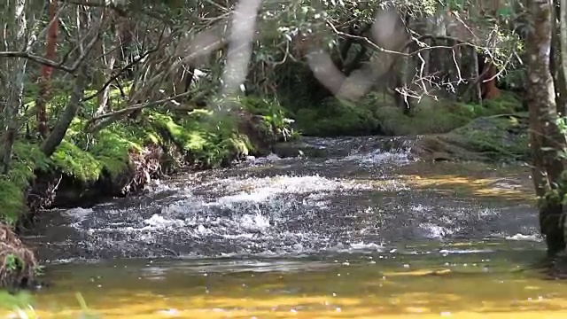 河流、运河和小溪在森林中流动。视频下载