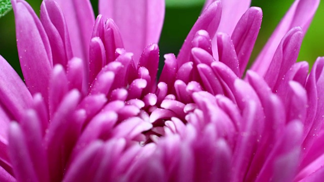 紫雏菊盛开的视频下载