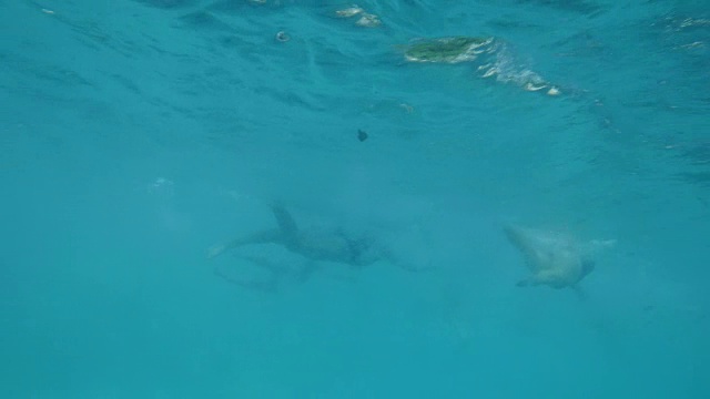 女游泳运动员自由泳的水下镜头视频素材