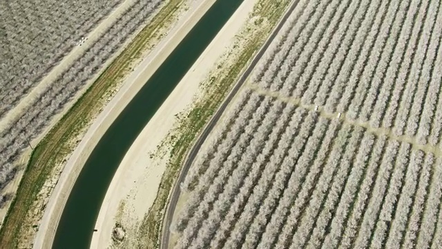 美国，加利福尼亚:运河周围的杏树视频下载