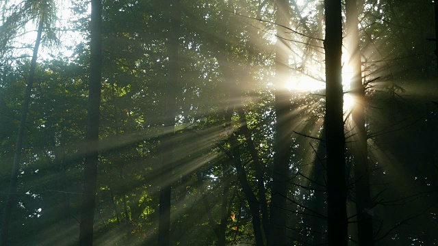 阳光照在雾蒙蒙的林地上视频素材