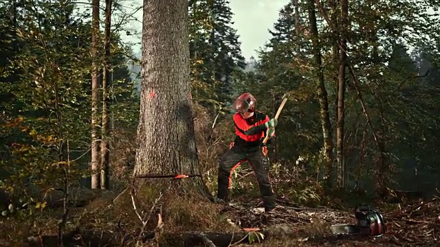 SLO MO伐木工用斧头砍树的楔子视频素材