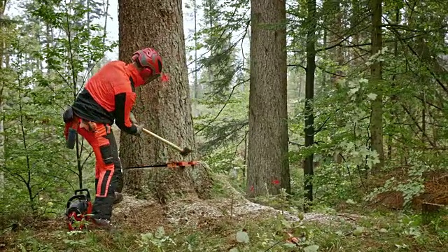 SLO MO伐木工用楔子砍树视频素材