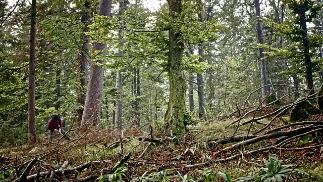 伐木工人正在森林里砍伐一棵树视频素材
