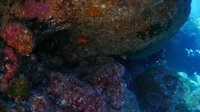 在海底的岩石洞中生长的一种鱼视频下载