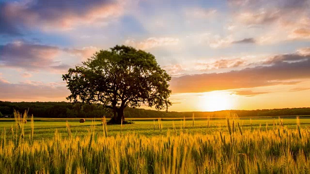 日出时分，麦子中间的一棵孤树视频素材