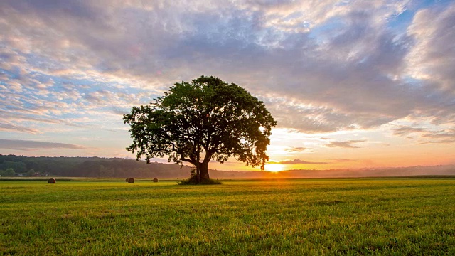 日出时田野里的一棵孤独的树视频素材