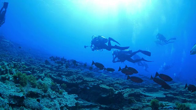 日本，珊瑚礁，阿方西诺鱼视频下载