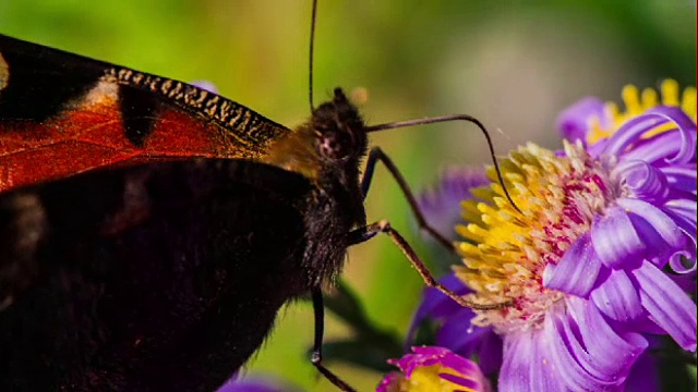 蝴蝶采花粉的慢镜头视频素材