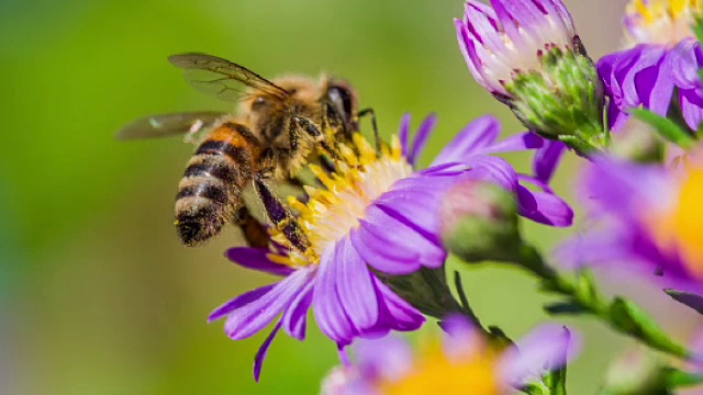 一只蜜蜂收集花粉的微距镜头-慢镜头视频下载