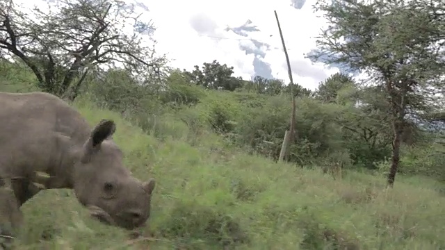 在肯尼亚莱瓦野生动物保护中心，一只年轻的黑犀牛(Diceros bicornis)走过草地。视频下载