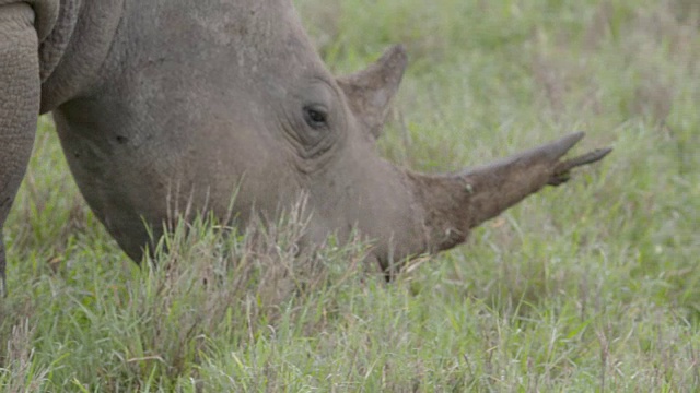 近距离拍摄的黑犀牛(Diceros bicornis)，因为它慢慢地漫步在草原里瓦Downs，肯尼亚。视频下载