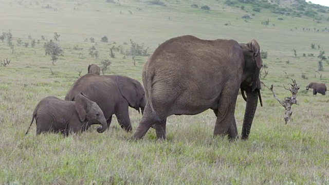 一群非洲象在肯尼亚莱瓦野生动物保护中心游荡的慢动作镜头。视频素材