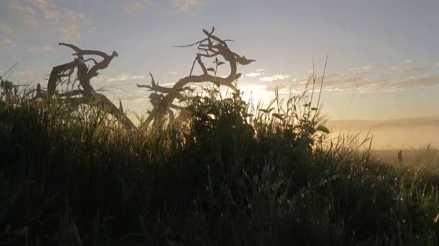 黎明时分，克雷恩在莱瓦野生动物保护中心美丽的草原上空拍摄。视频下载