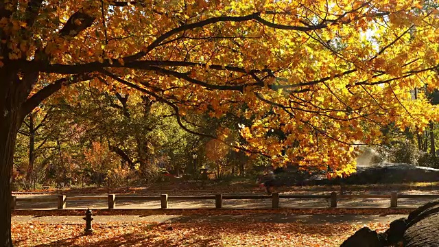 中央公园的秋天视频素材