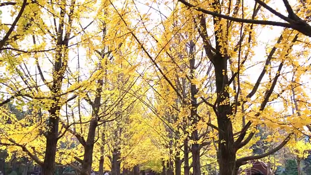 宁静的黄色银杏林，南道南道，韩国。视频下载