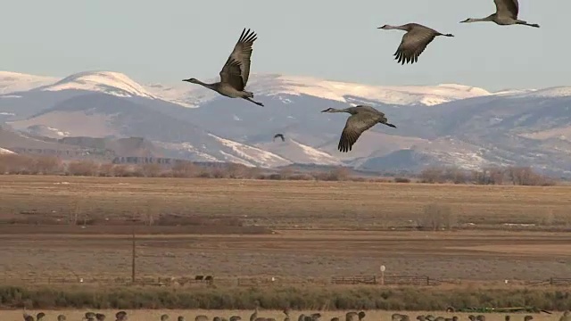 一群大沙丘鹤(Grus canadensis)在雪山前起飞和飞行(伴声)视频素材