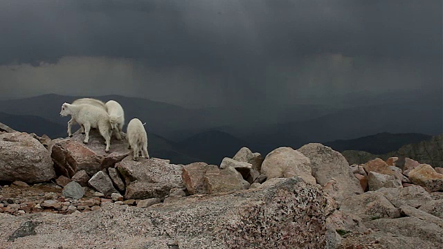 WS拍摄了6只落基山小山羊(Oreamnos americanus)在雷雨中在山顶上跳跃和玩耍视频下载