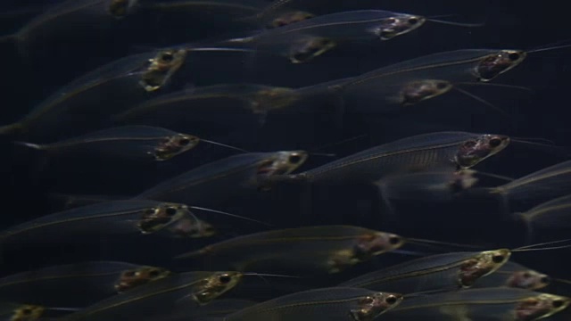 一群玻璃鲶鱼视频下载