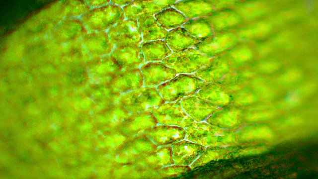 植物叶片细胞显示含有叶绿素的叶绿体的显微片段视频素材