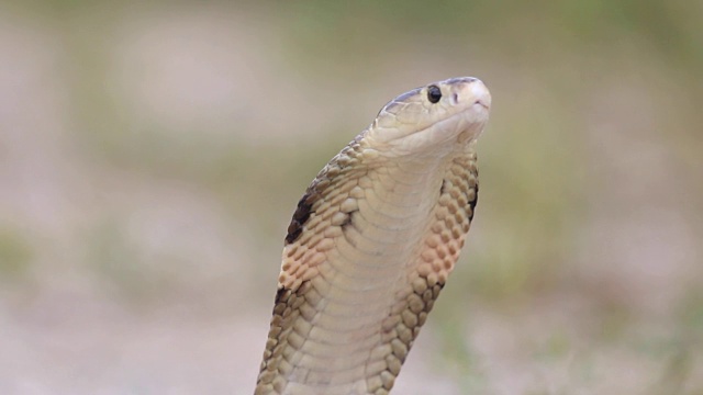 眼镜蛇的攻击姿势视频下载
