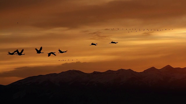 WS拍摄的沙丘鹤(Grus canadensis)在日出时在雪山前飞行视频下载