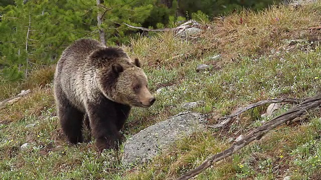 这是一只雄性灰熊(Ursus arctos horribilis)在春天爬上山坡的照片视频下载