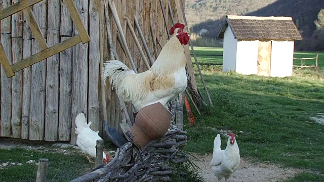 乡下公鸡在篱笆上叫得很响视频素材