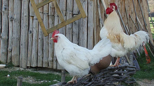 农场围栏上的公鸡叫得很响视频素材