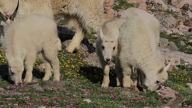 MS/TS拍摄了4只落基山小山羊(Oreamnos americanus)在山的一边吃野花视频下载