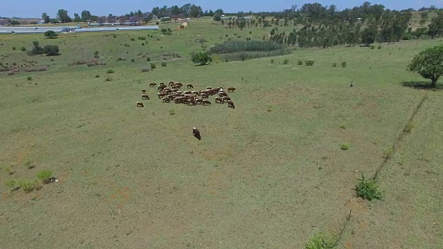 在牧场/开普敦，西开普敦，南非的牛的无人机视图视频素材