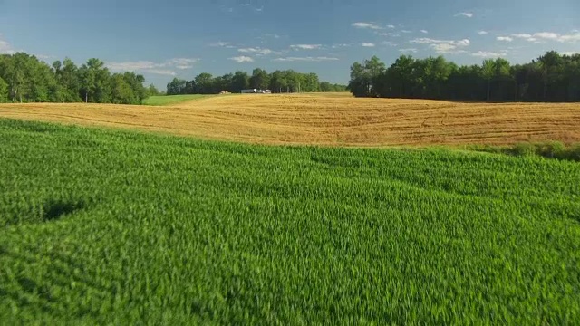 WS AERIAL POV大片农田与绿色和黄色的作物，树在背景/沃瑞克县，林肯市，印第安纳州，美国视频素材