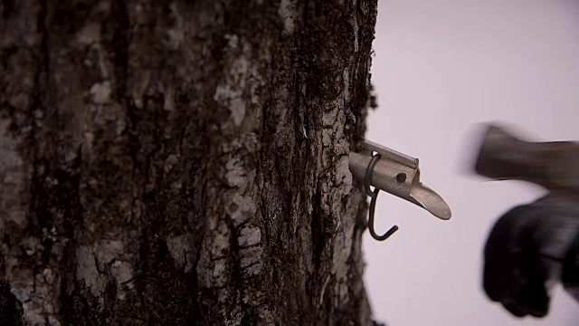 壶嘴插在枫树上视频下载