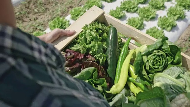 一个女农民在阳光明媚的田野里抬着一箱蔬菜视频素材