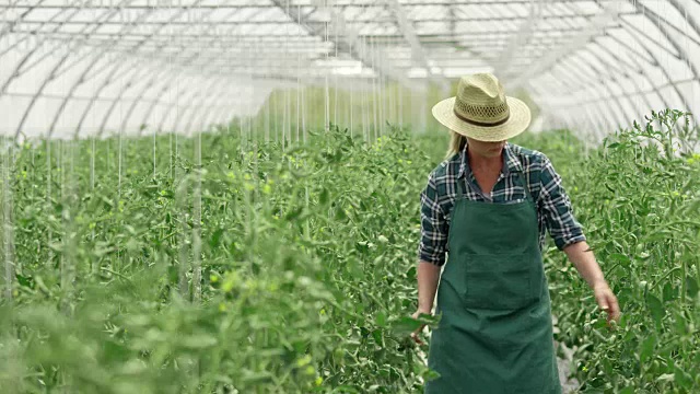 女农民检查温室里的西红柿视频素材